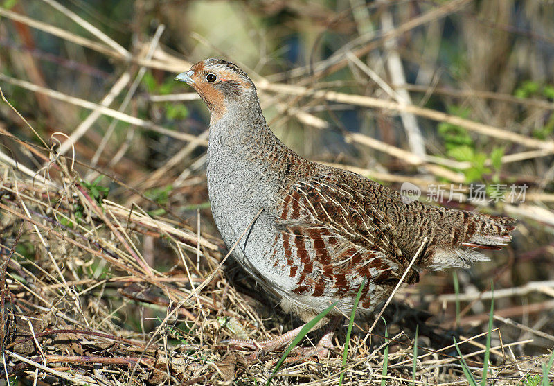 灰鹧鸪(Perdix perd)